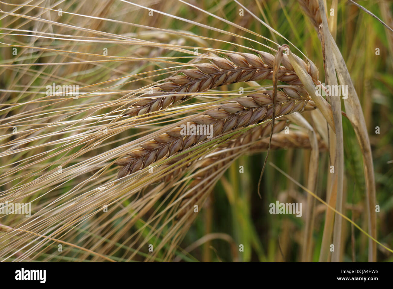 agriculture, farming, ear, ears, barley, grain, cereal, agriculture ...