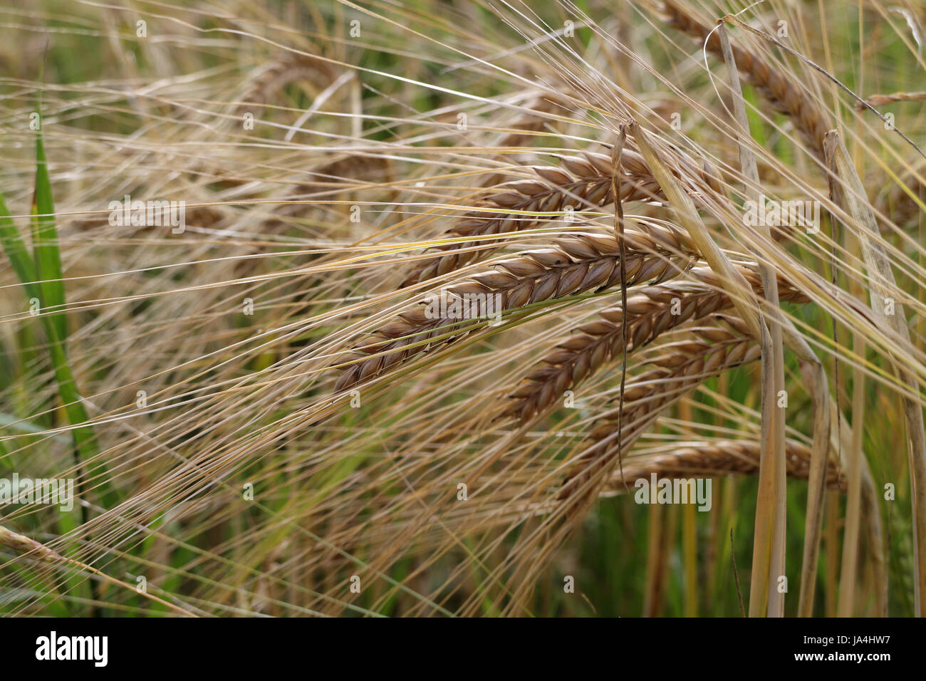 agriculture, farming, ear, ears, barley, grain, cereal, agriculture ...
