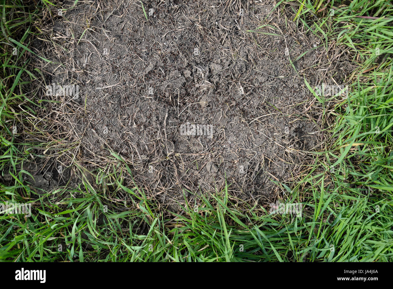 Ordinary ants on an anthill. Social insects. Stock Photo