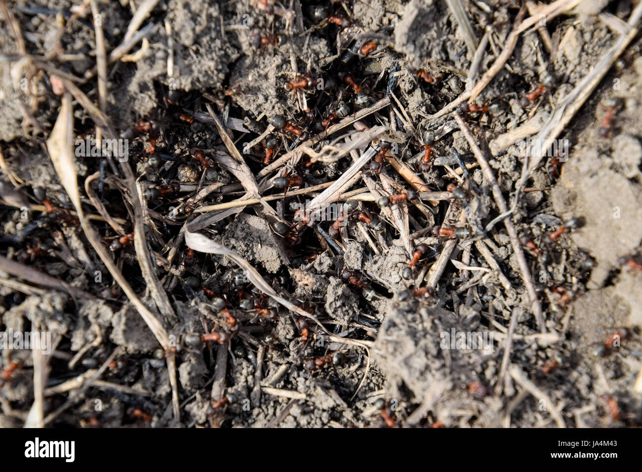Anthill Insect Ordinary ants on an anthill. Social insects Stock Photo - Alamy