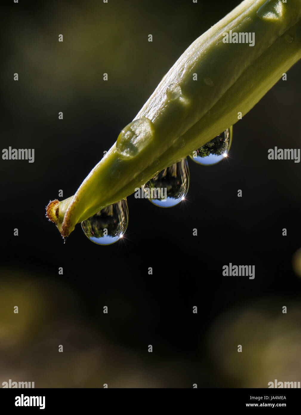 raindrop, bud, wet, refraction, graphic, conspicuous, pictographic, Stock Photo