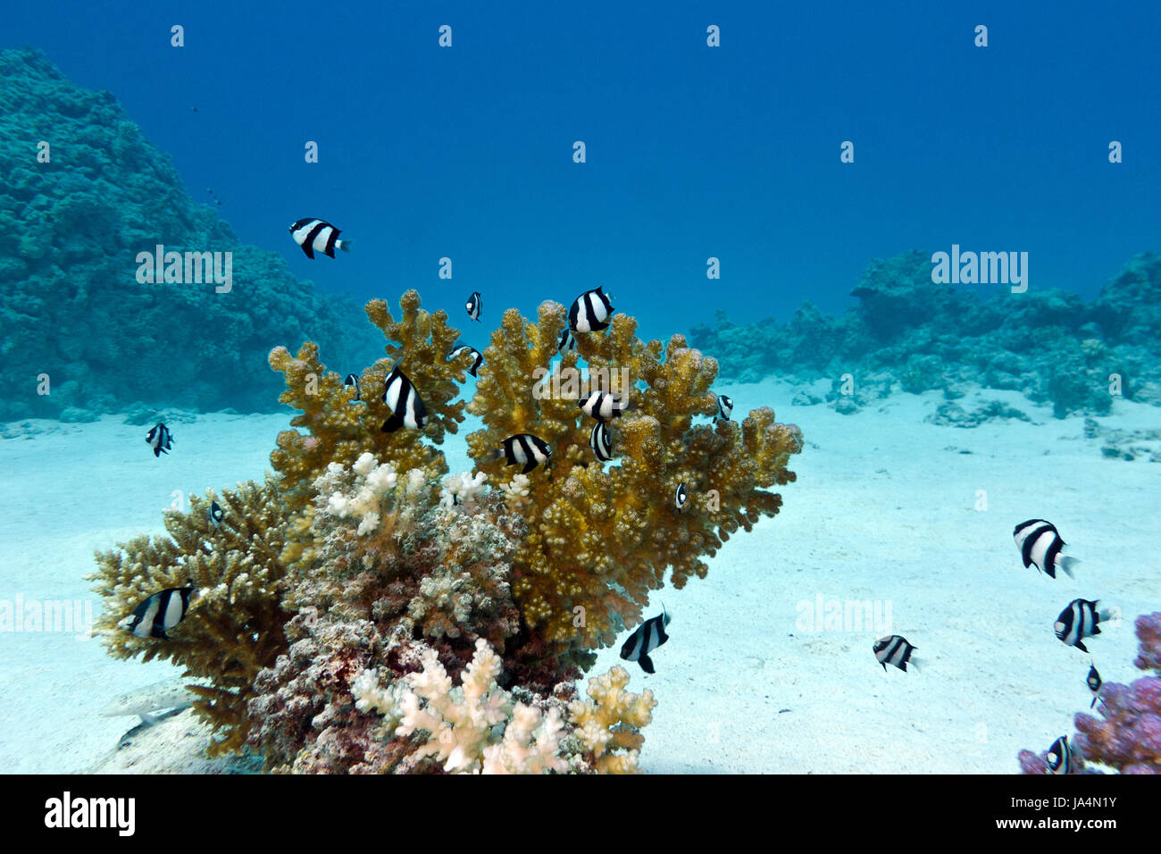 coral reef with hard coral and exotic fishes white-tailed damselfish at the bottom of tropical sea on blue water background Stock Photo