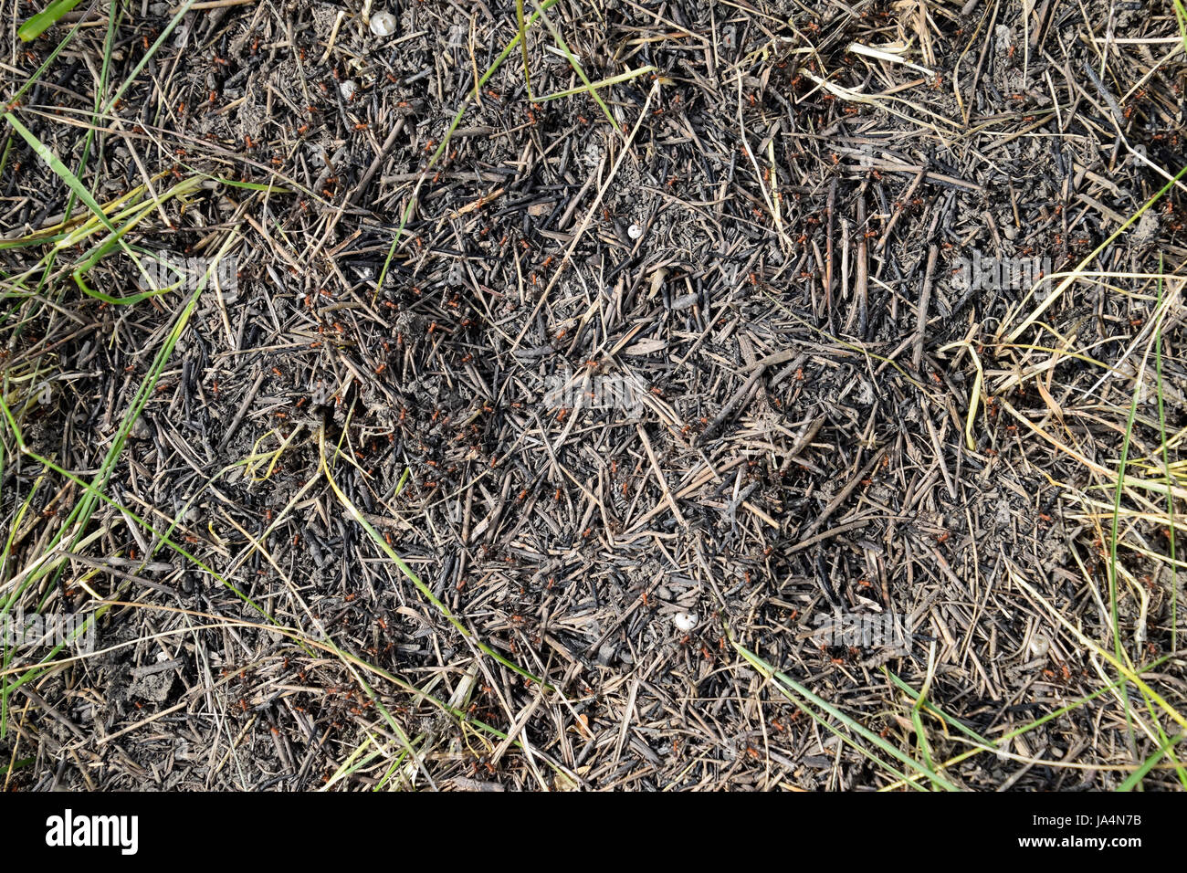 Ordinary ants on an anthill. Social insects. Stock Photo