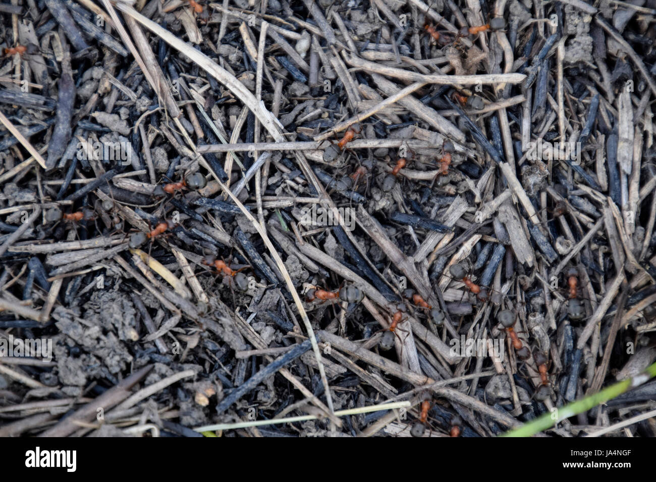 Ordinary ants on an anthill. Social insects. Stock Photo