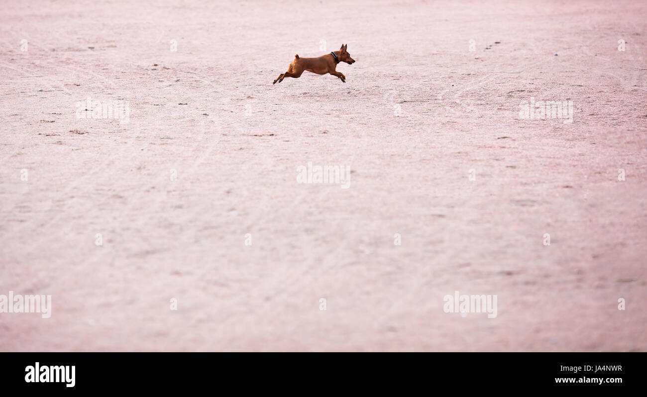 A small puppy of a zwergpinscher runs on the sand for a walk Stock Photo