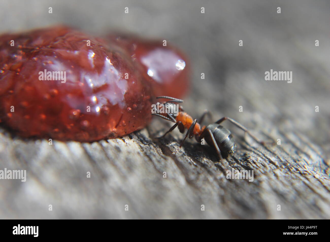 ant during feeding Stock Photo