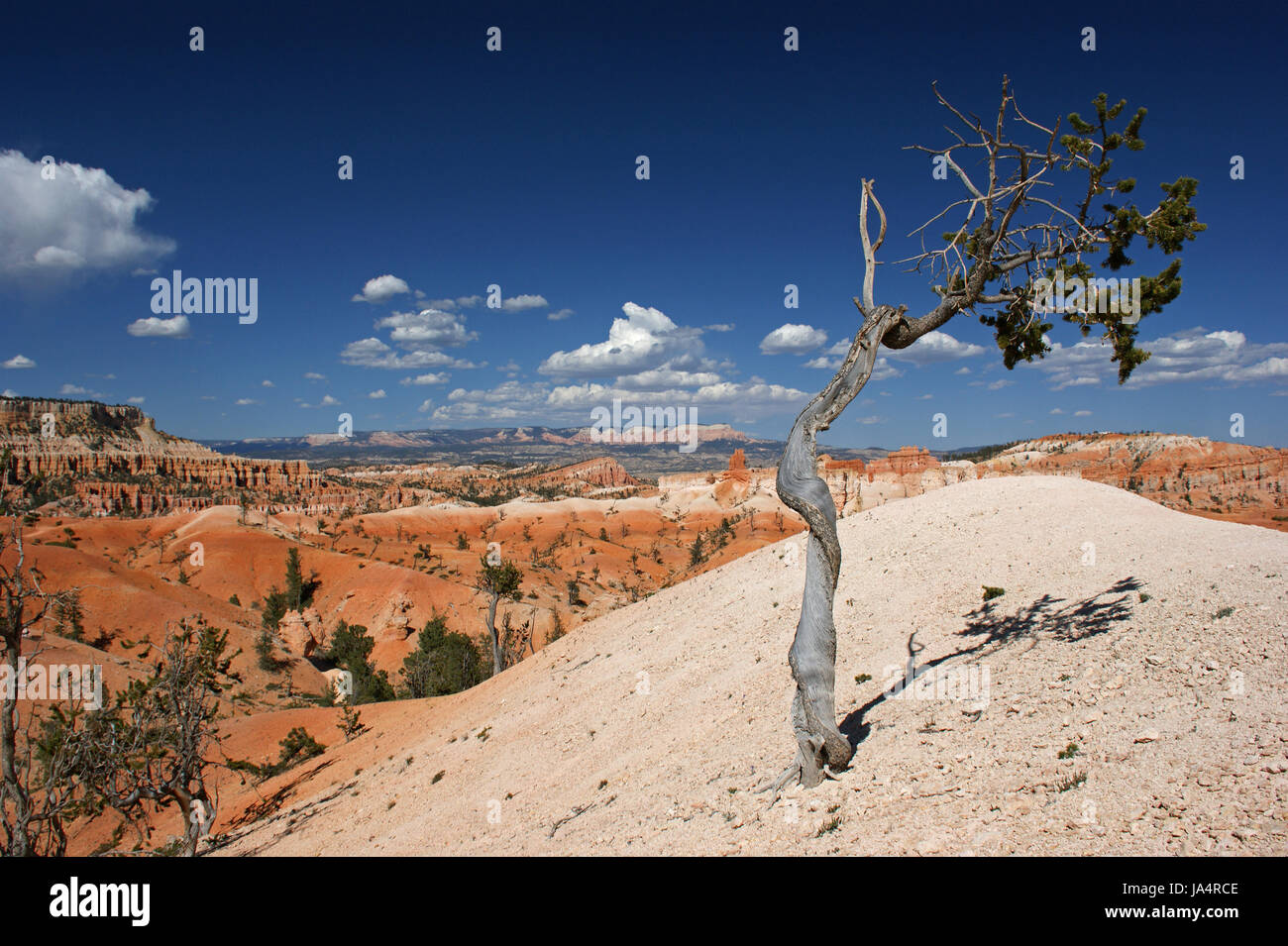 desert, wasteland, national park, america, saplings, tree, desert, wasteland, Stock Photo