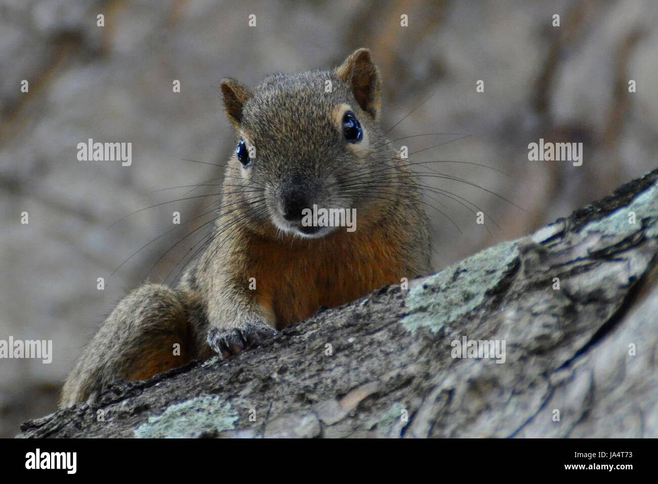 curious squirrel Stock Photo