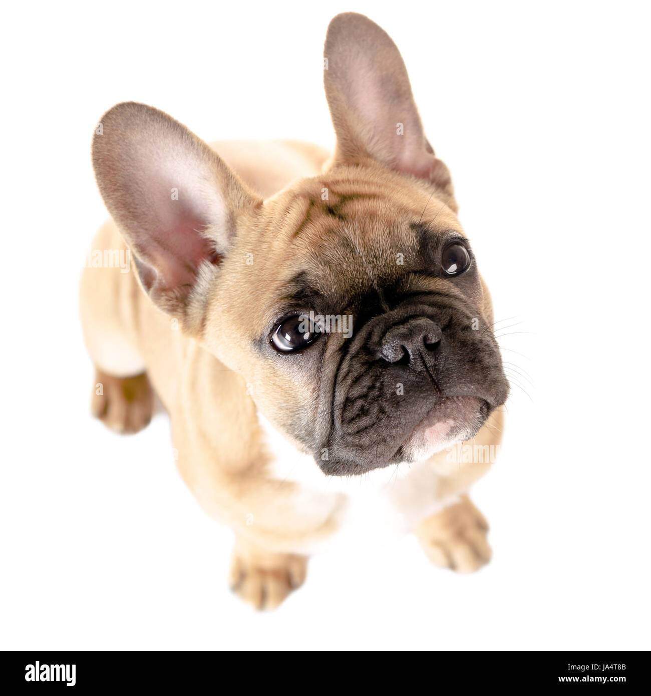 french bulldog in front of white Stock Photo