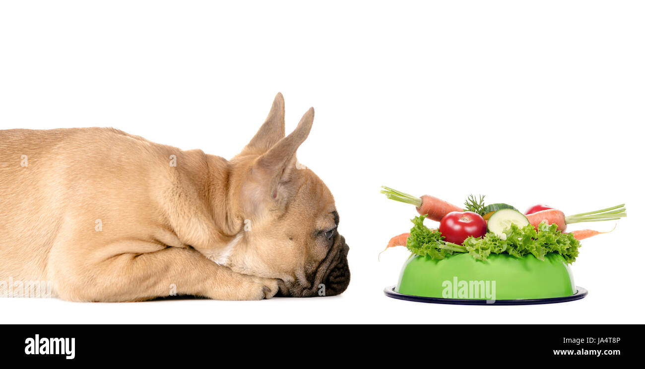 dog with pet of vegetables Stock Photo