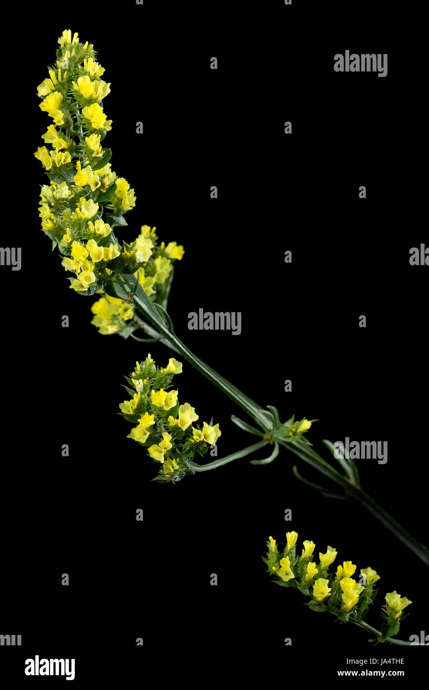 flower, plant, bloom, blossom, flourish, flourishing, yellow, macro, close-up, Stock Photo