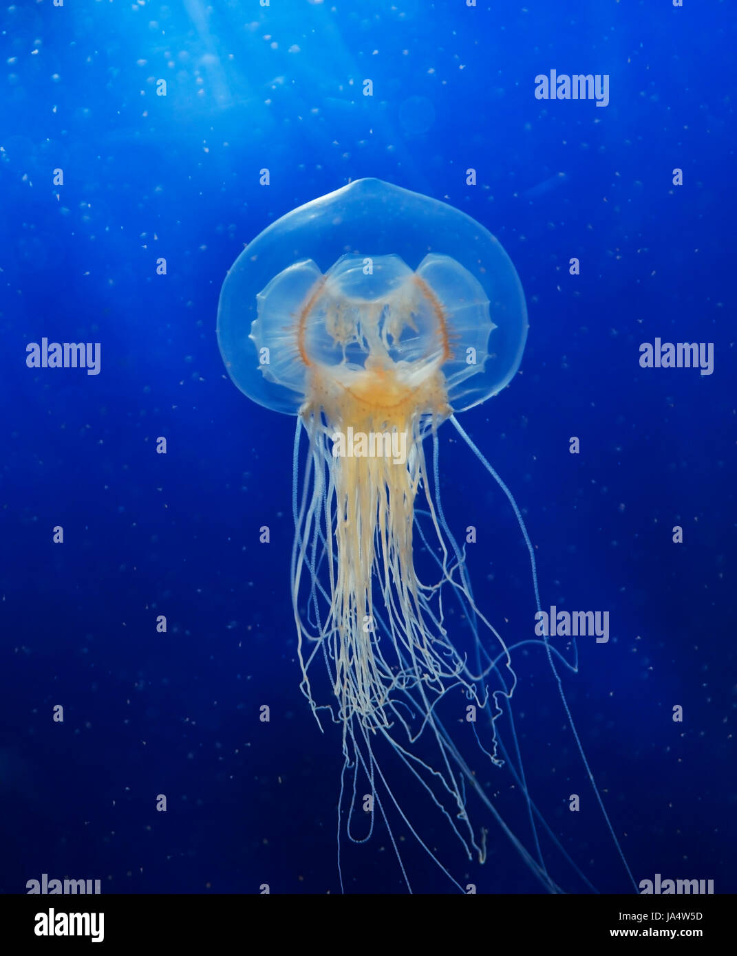 blue, single, animal, aquarium, underwater, sting, creature, wildlife, navy, Stock Photo