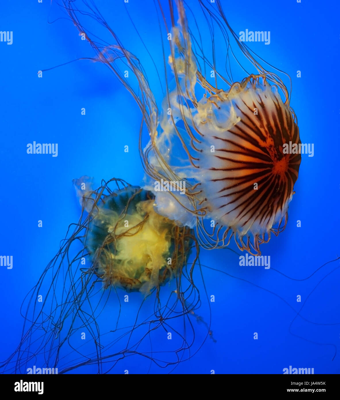 blue, single, animal, aquarium, underwater, sting, creature, wildlife, navy, Stock Photo