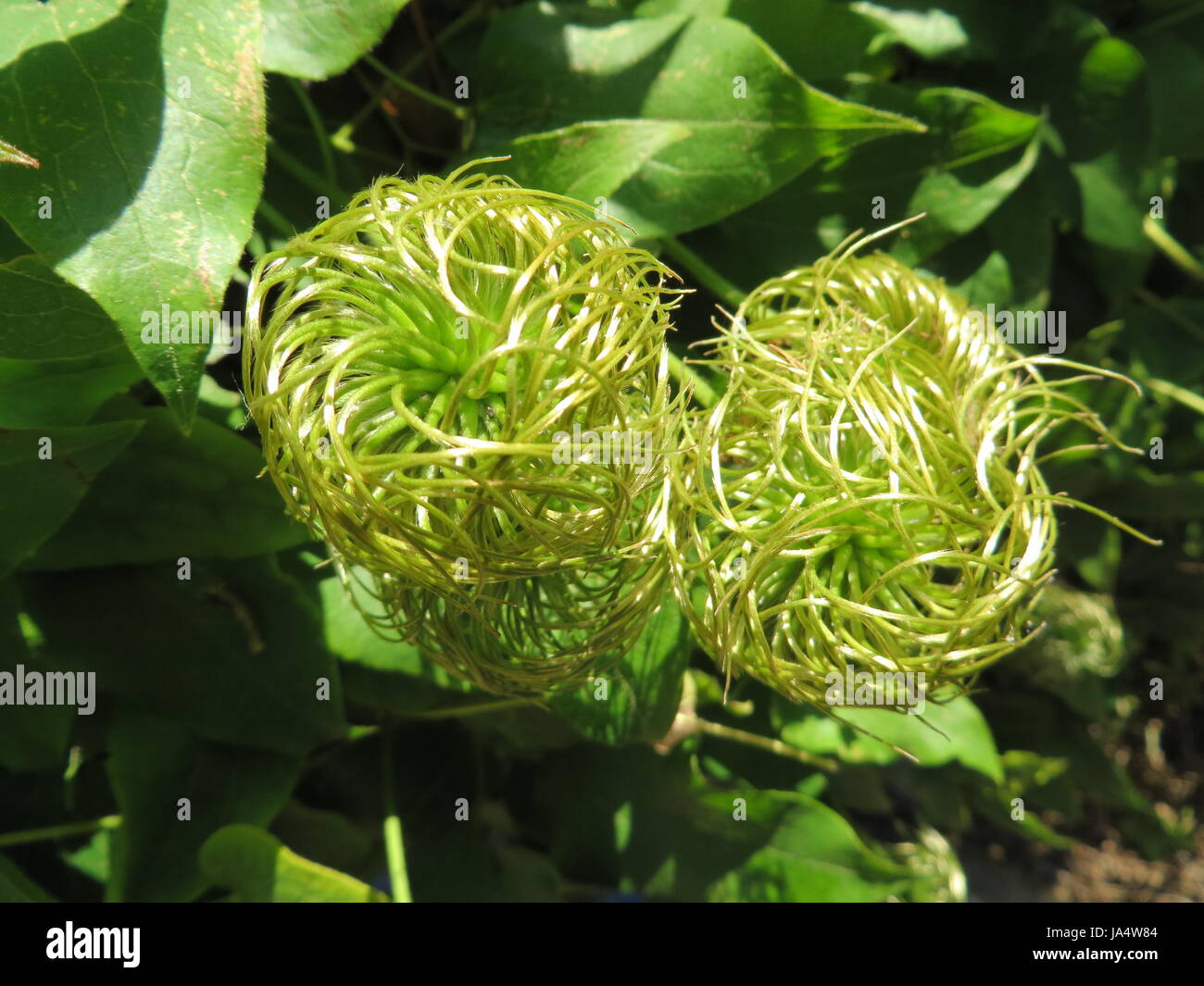 flower, plant, clematis, withers, seed vessel, beautiful, beauteously, nice, Stock Photo