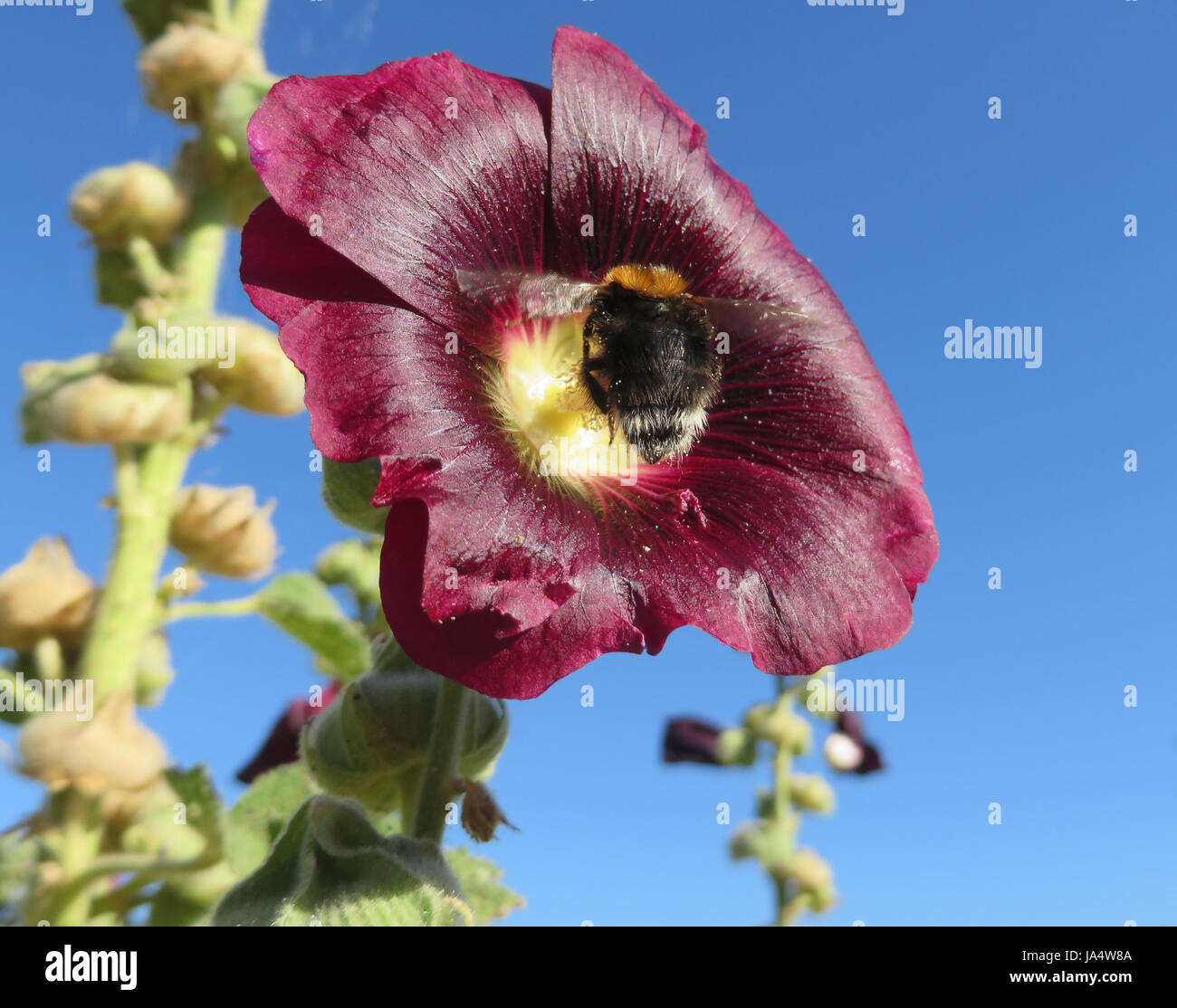 flower, plant, bumblebee, black, swarthy, jetblack, deep black, mallow, red, Stock Photo