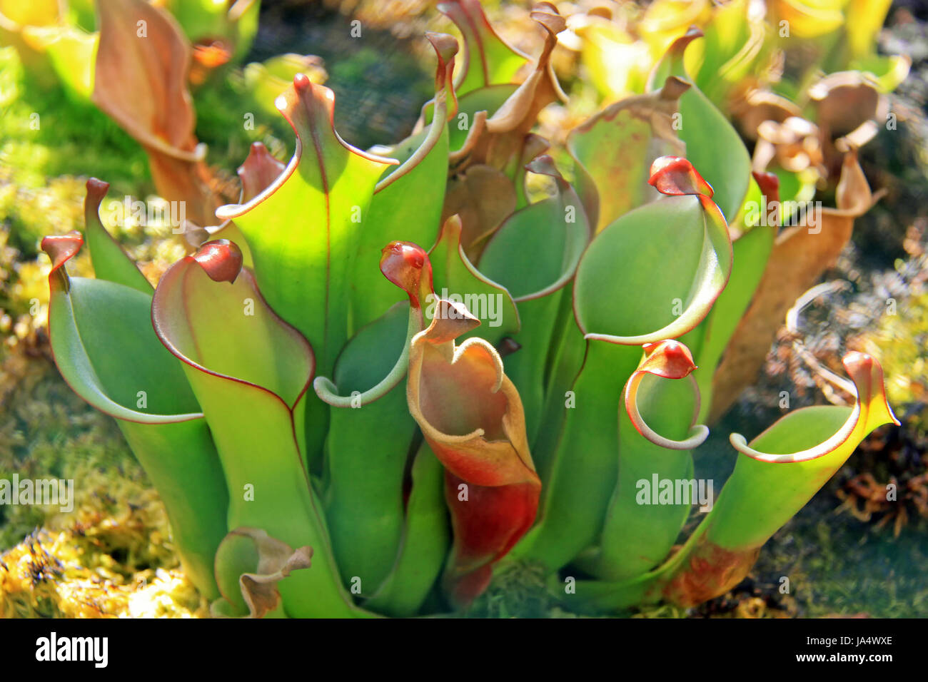 carnivorous, flora, botany, den, cases, trap, carnivorous, plant, heliamphora Stock Photo
