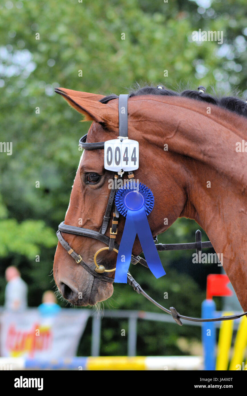 horse, contest, success, victory, win, award, distinction, horse, winner, Stock Photo