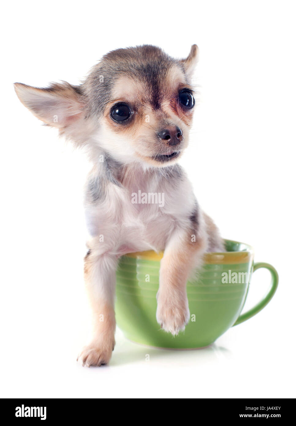 Cup size dog hires stock photography and images Alamy