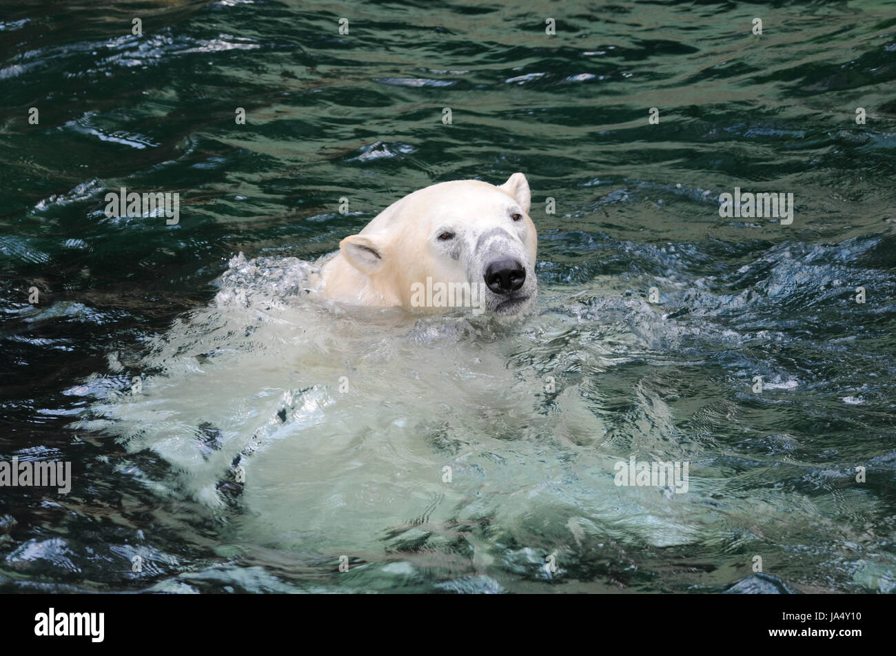 bear, polar bear, arctic, greenland, melting of snow, swimming, swiming, swim, Stock Photo
