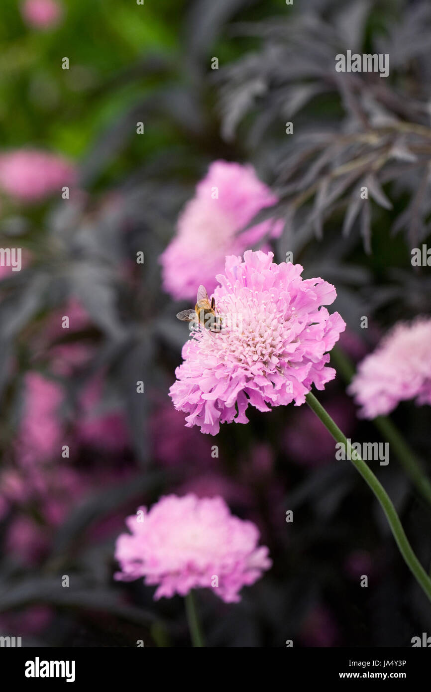 Honeybee on Scabiosa 'Kudos Pink'. Stock Photo