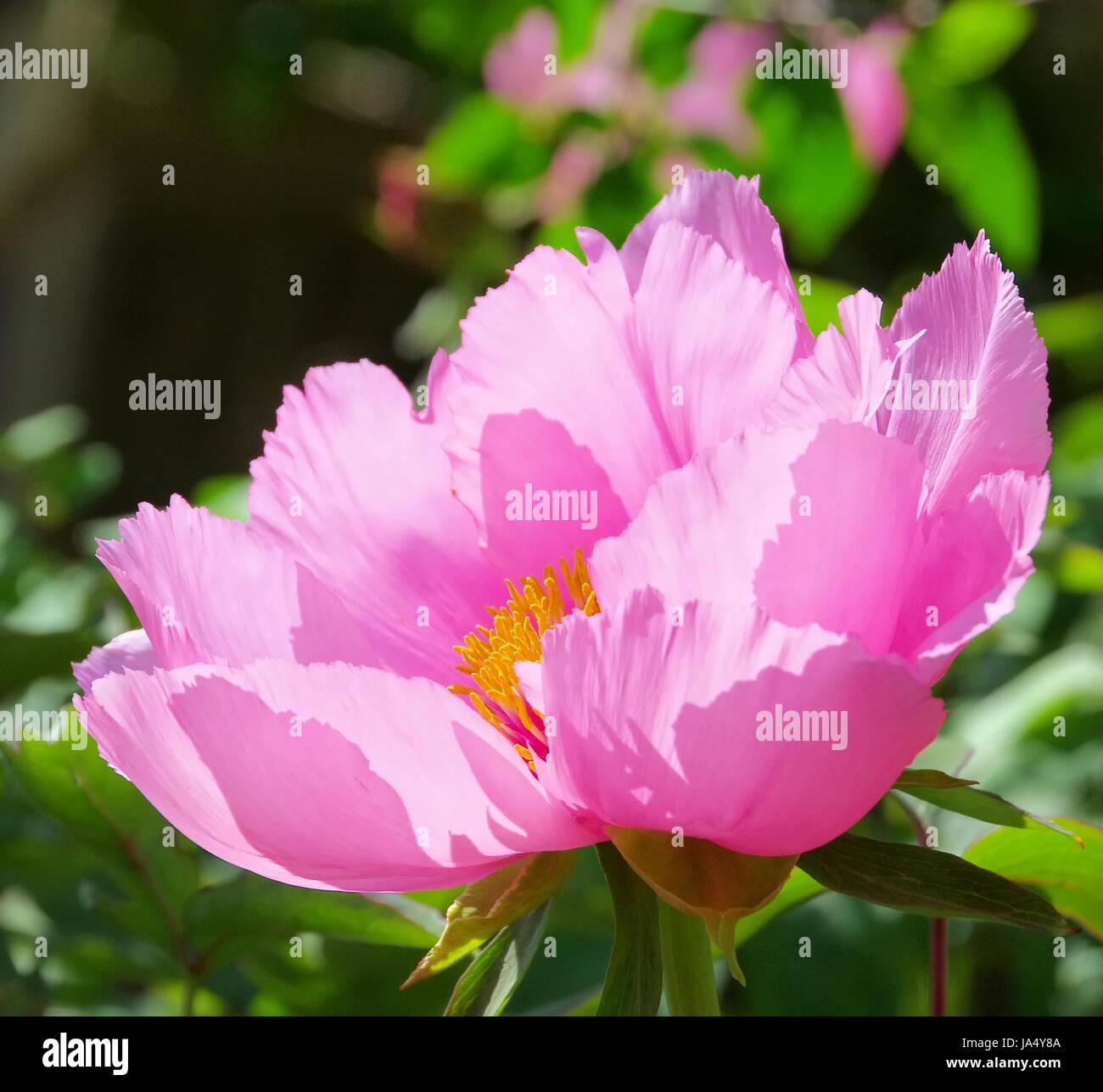 Baum pfingstrose hires stock photography and images Alamy