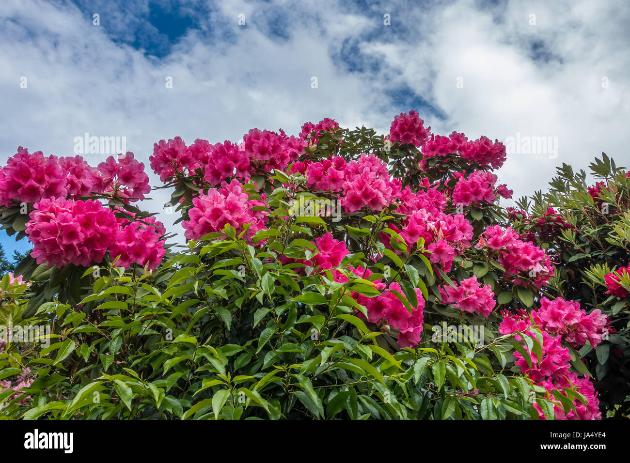 Hughe Rhododendron Huge Rhododendron flower bushes bloom in Normandy Park, Washington ...