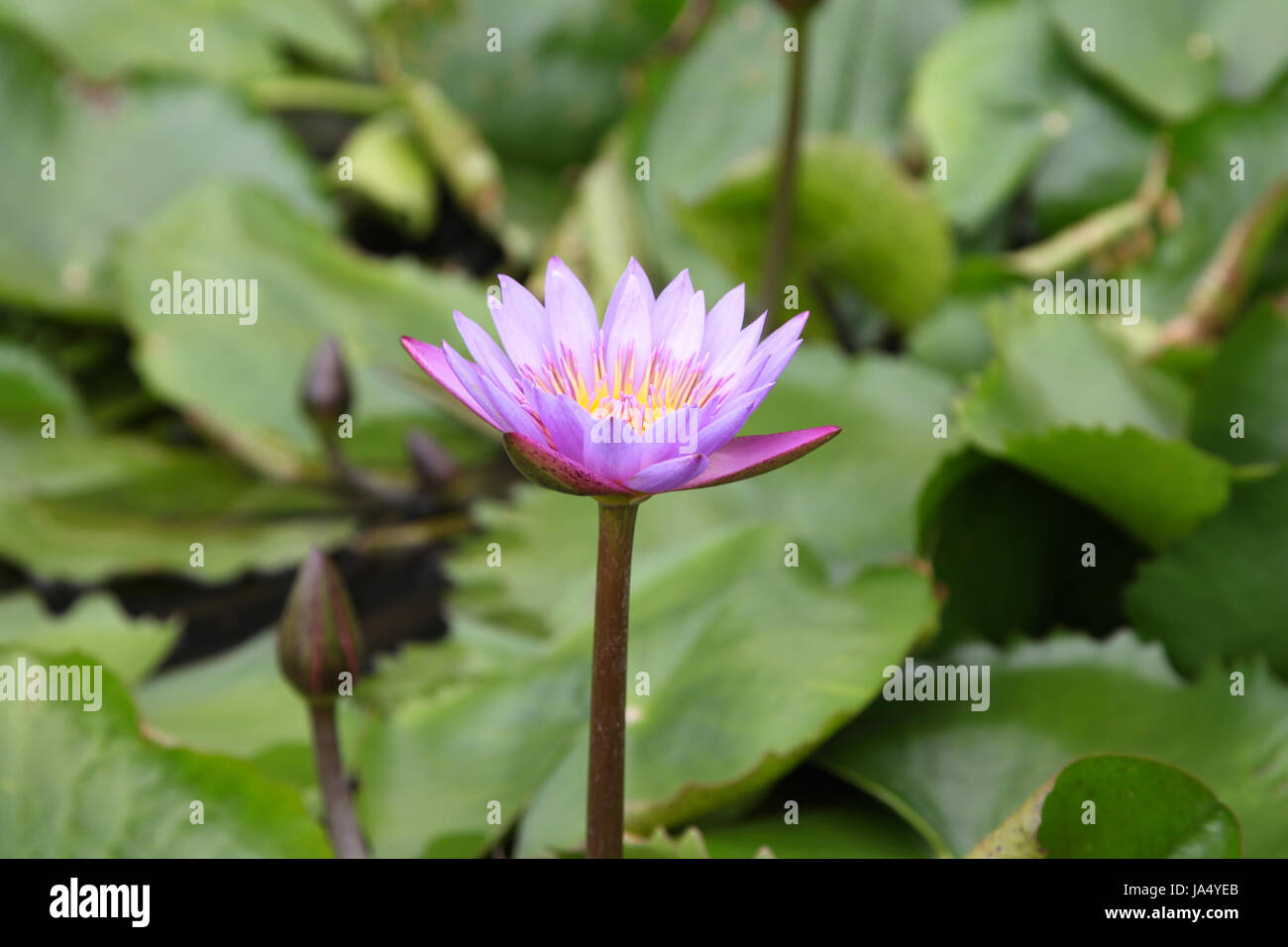 Water plant water lily, Singapore, southeast Asia Stock Photo Alamy