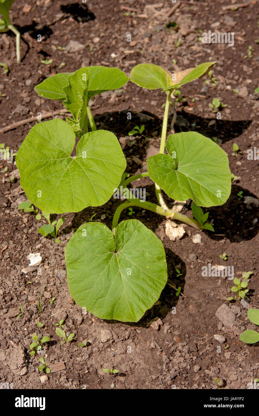 a pumpkin grows on a bed in a vegetable garden Stock Photo - Alamy