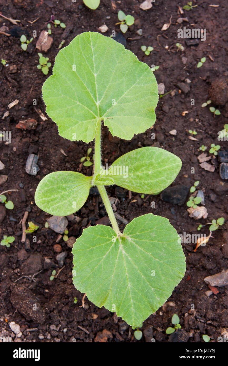 a pumpkin grows on a bed in a vegetable garden Stock Photo - Alamy