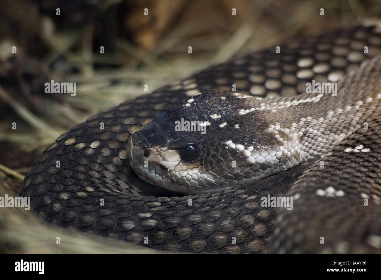 reptile, camouflage, viper, rattlesnake, lurking, wait, waiting, animal, Stock Photo