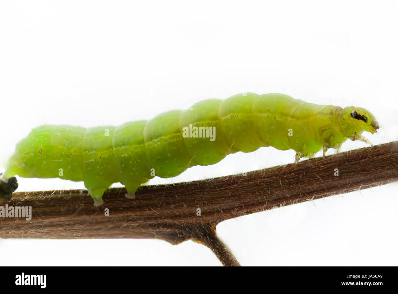 legs, green, detail admission, branch, caterpillar, head, legs, macro, Stock Photo