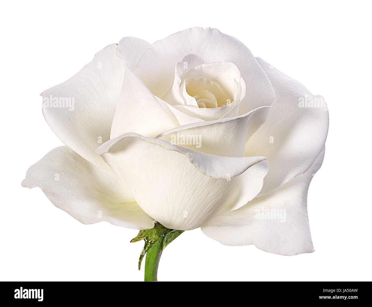 white rose isolated on white background Stock Photo - Alamy