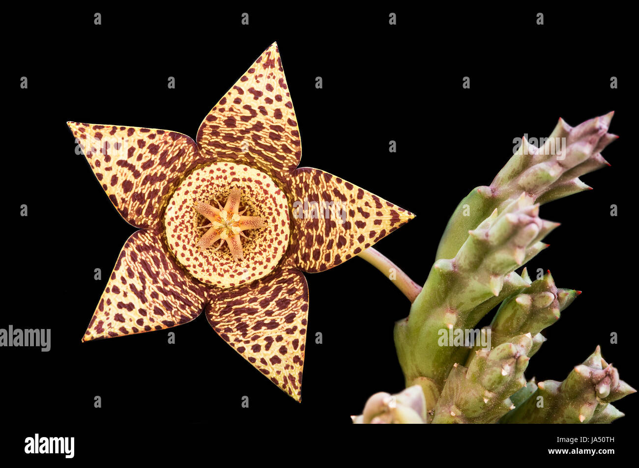 Fresh blooming Orbea variegata or carrion flower succulent plant isolated on a black background Stock Photo