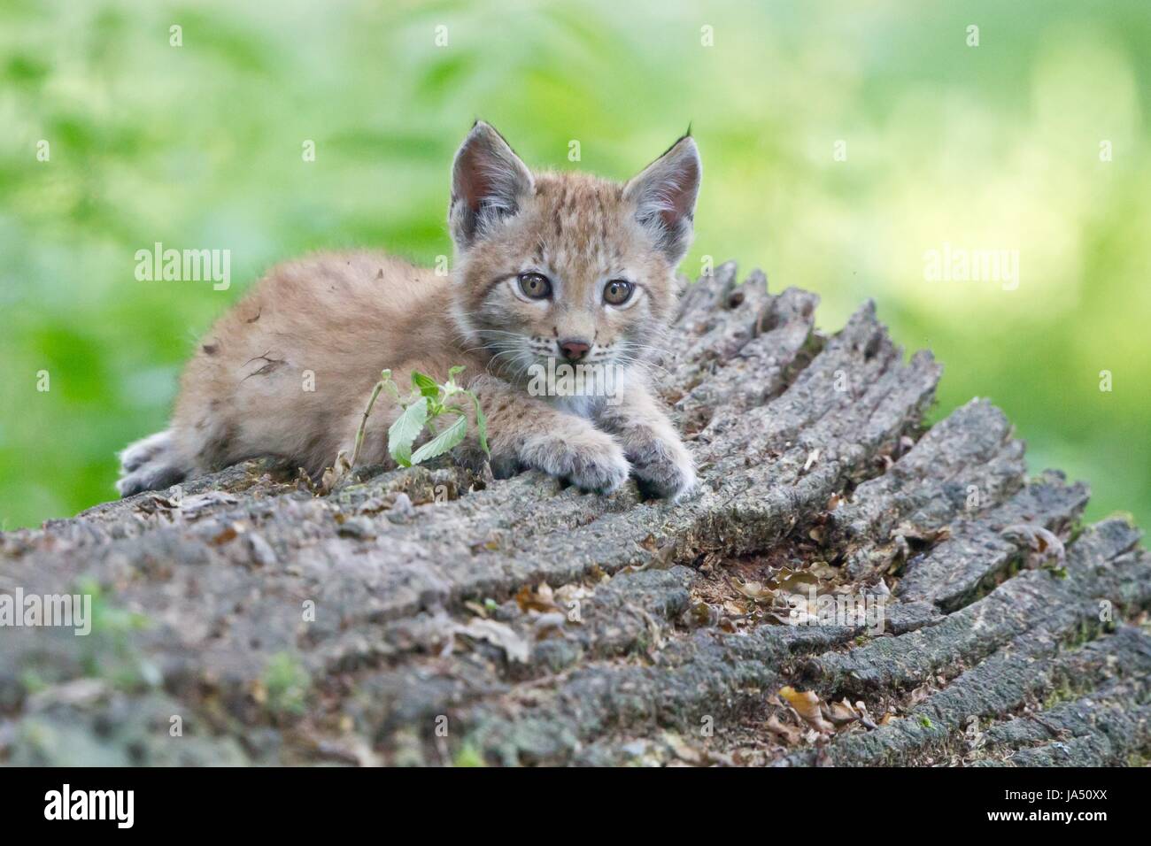 young lynx Stock Photo