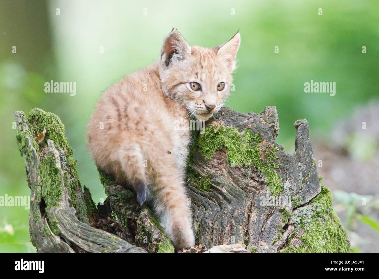 young lynx Stock Photo