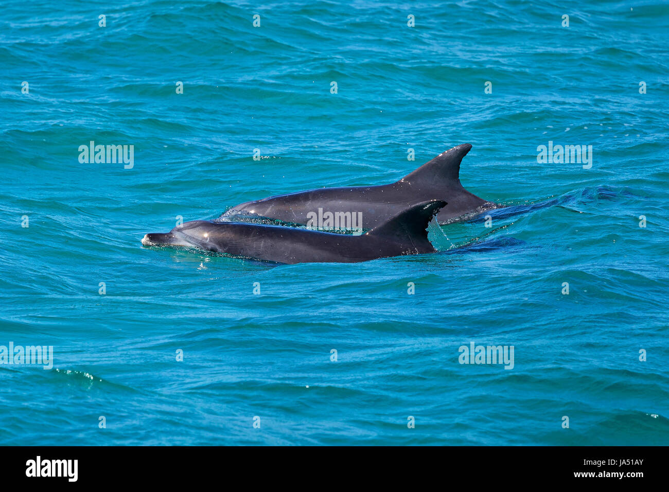 Dolphins in Nelson Bay, Australia. Stock Photo
