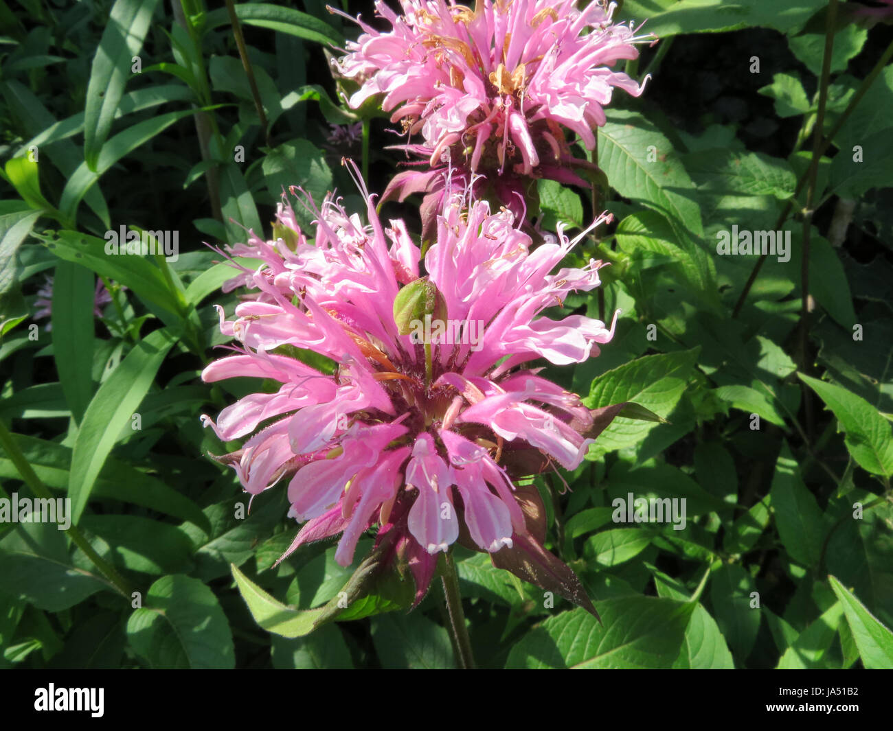 flower, plant, bloom, blossom, flourish, flourishing, tongue, medicinal plant, Stock Photo