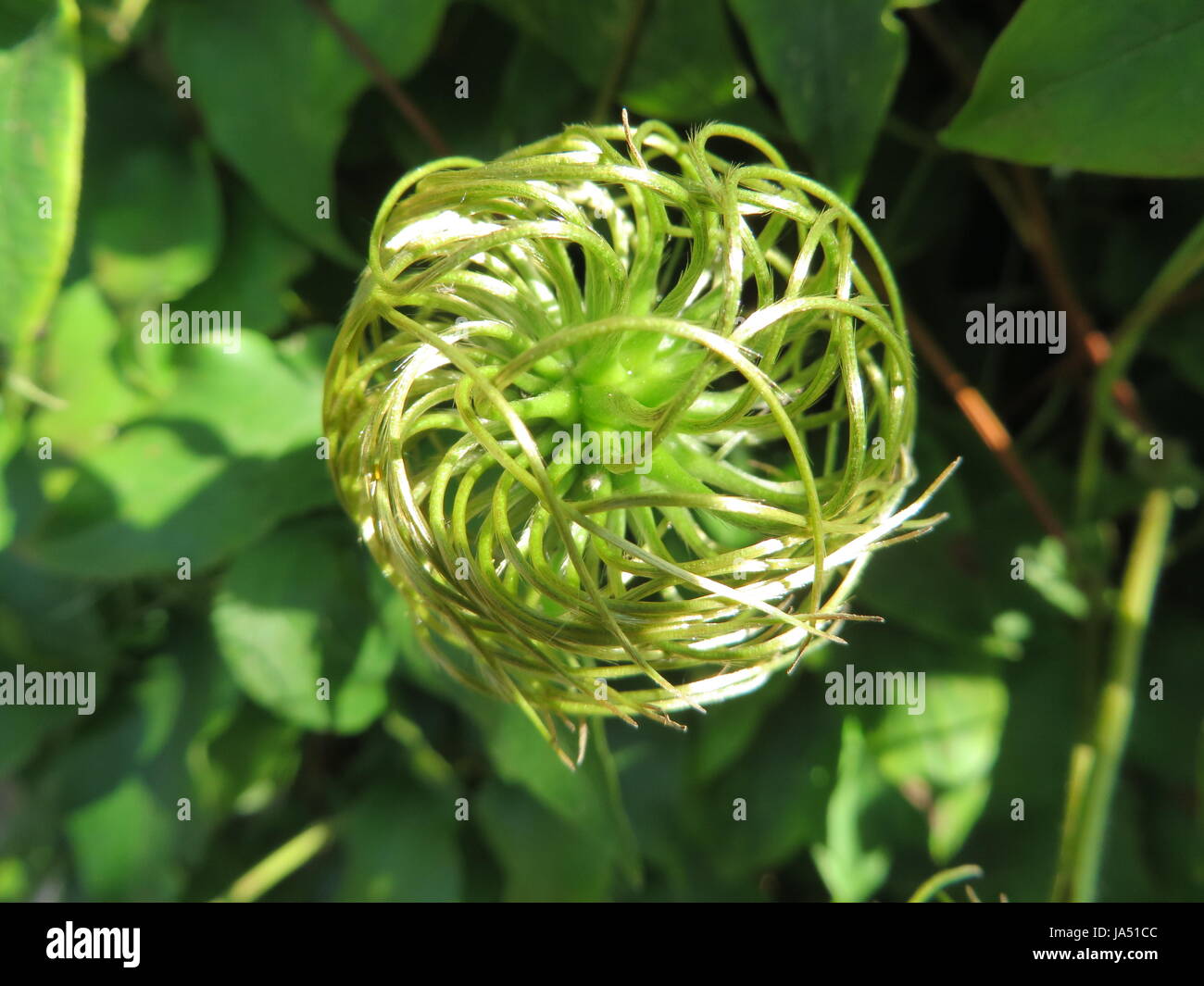 flower, plant, clematis, withers, seed vessel, beautiful, beauteously, nice, Stock Photo