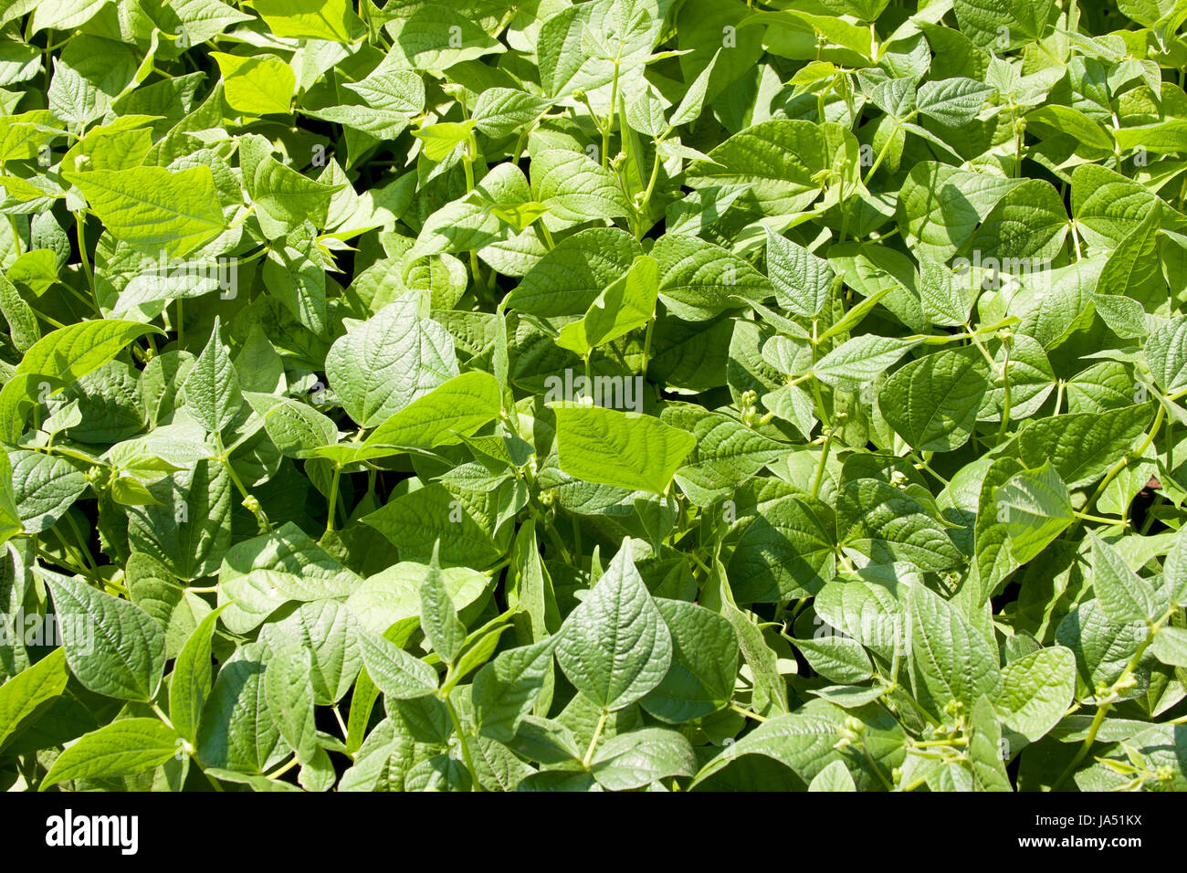 a kidney bean grows on a bed on a suburban area in a sunny day Stock