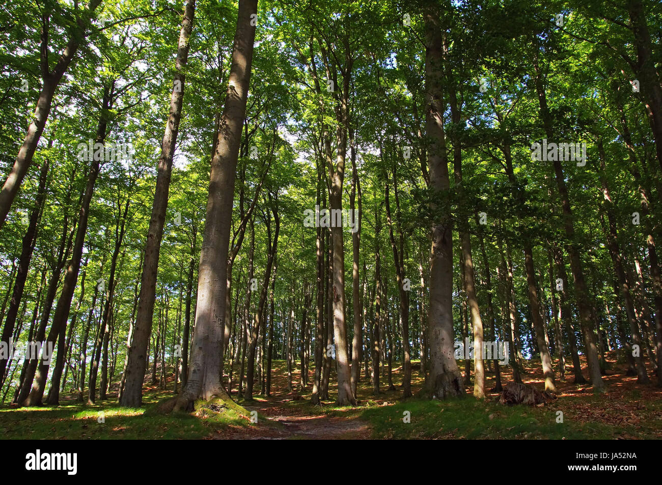 blue, book, tree, trees, plant, wood, deciduous tree, deciduous trees, radio Stock Photo