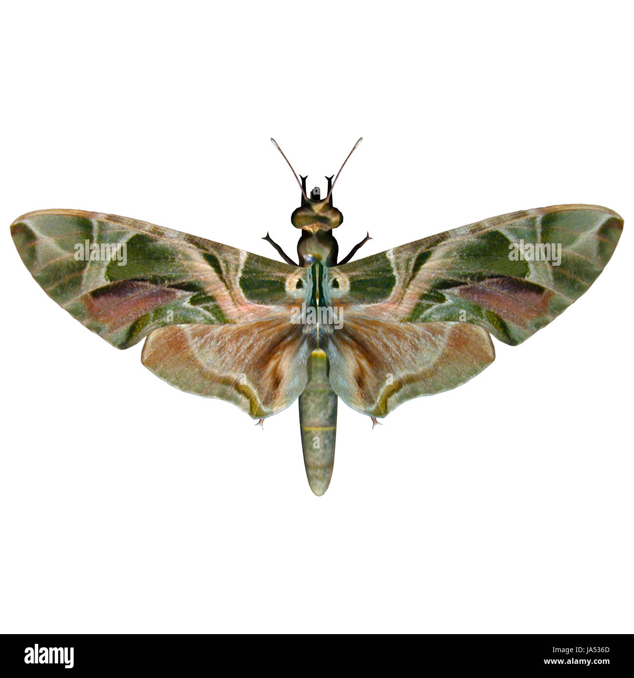 3D digital render of an Oleander Hawk-moth, or Daphnis nerii (formerly Deilephila nerii), or Army Green Moth, a moth of the Sphingidae family, isolated on white background Stock Photo