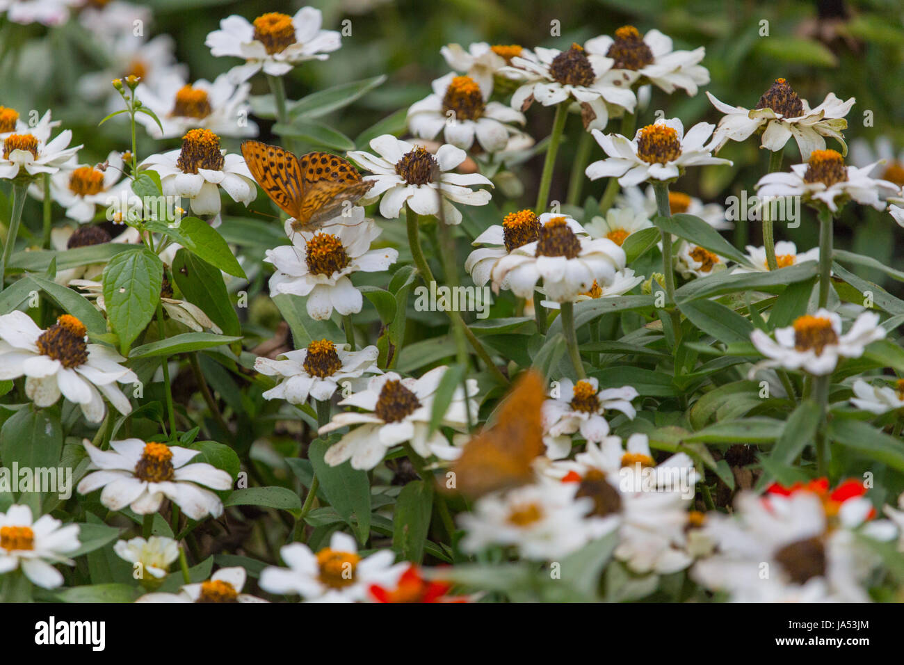 insect, butterfly, moth, insect, butterfly, moth, neoptera, lepidoptera, Stock Photo