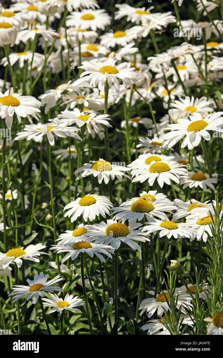 garden bed with daisies Stock Photo Alamy