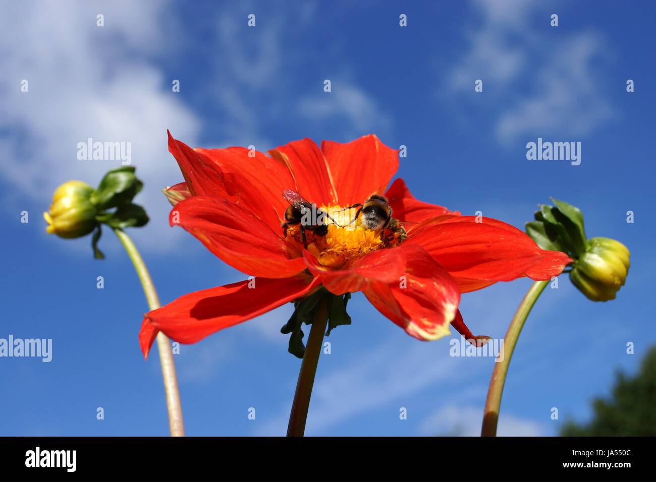 Dahlia boom boom red hi-res stock photography and images - Alamy