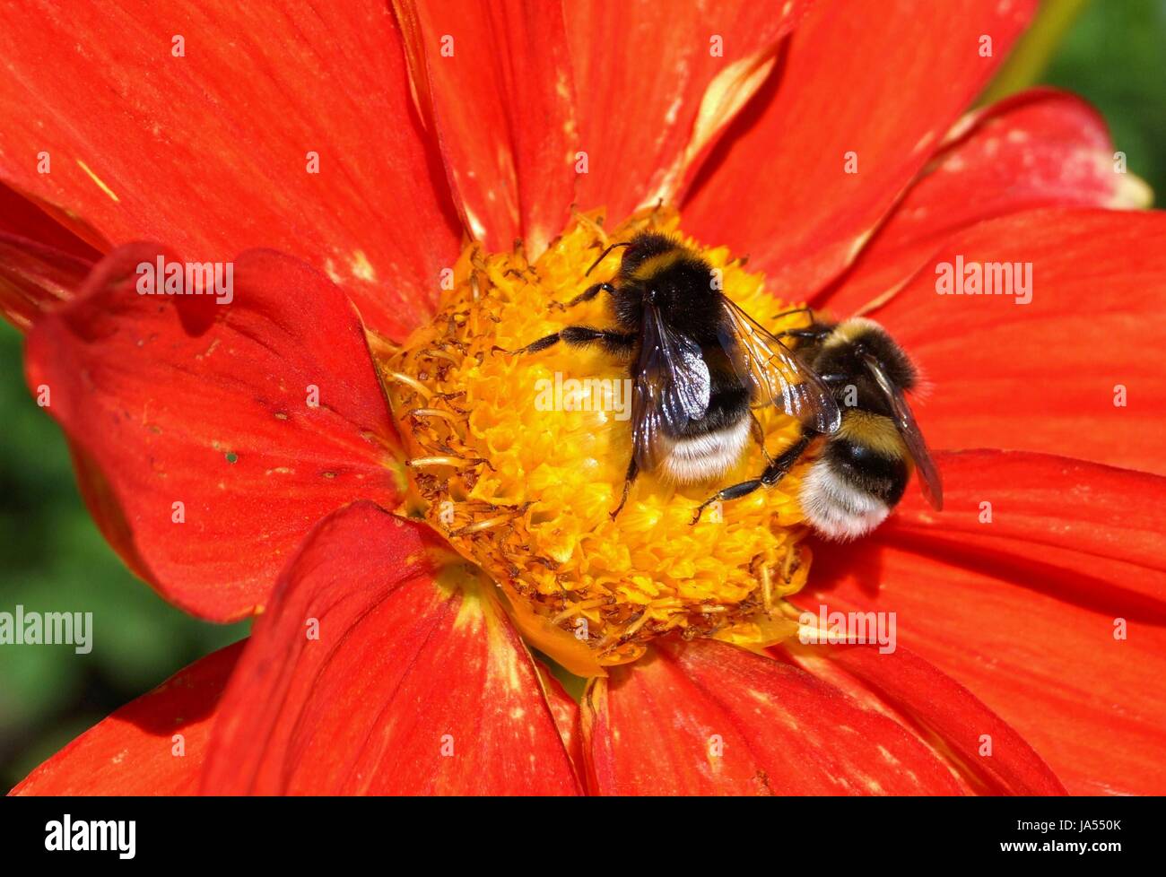 Dahlia boom boom red hi-res stock photography and images - Alamy