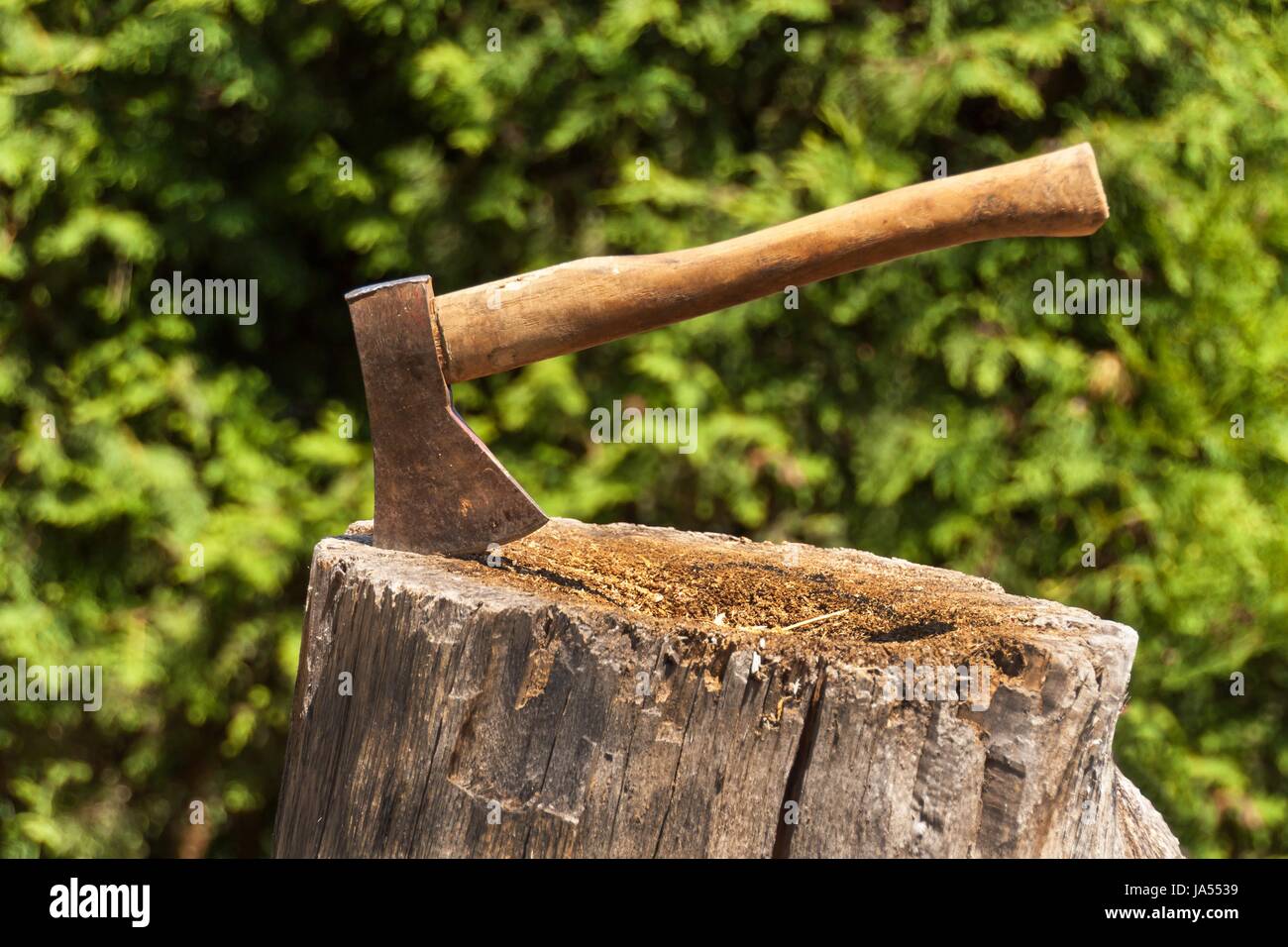 Axe in stump. Axe ready for cutting timber.Woodworking tool. Lumberjack axe in wood, chopping