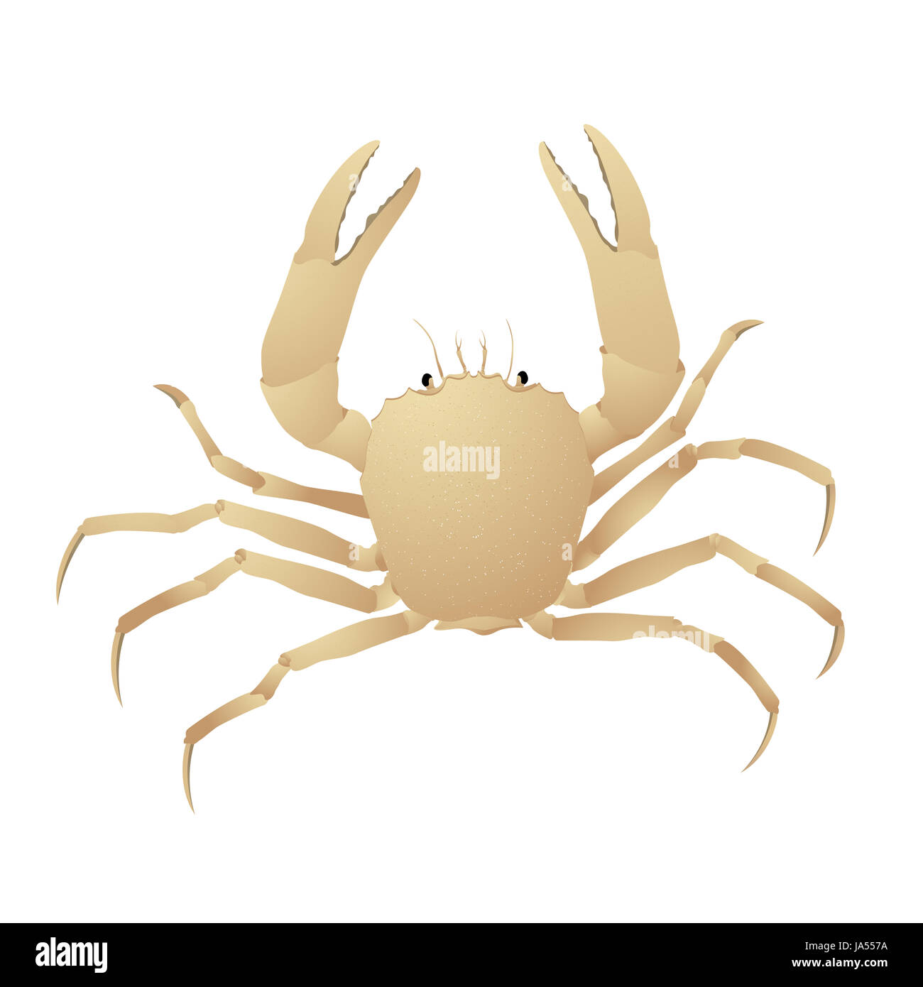 art, isolated, industry, animal, illustration, one, spotted, crab, shellfish, Stock Photo