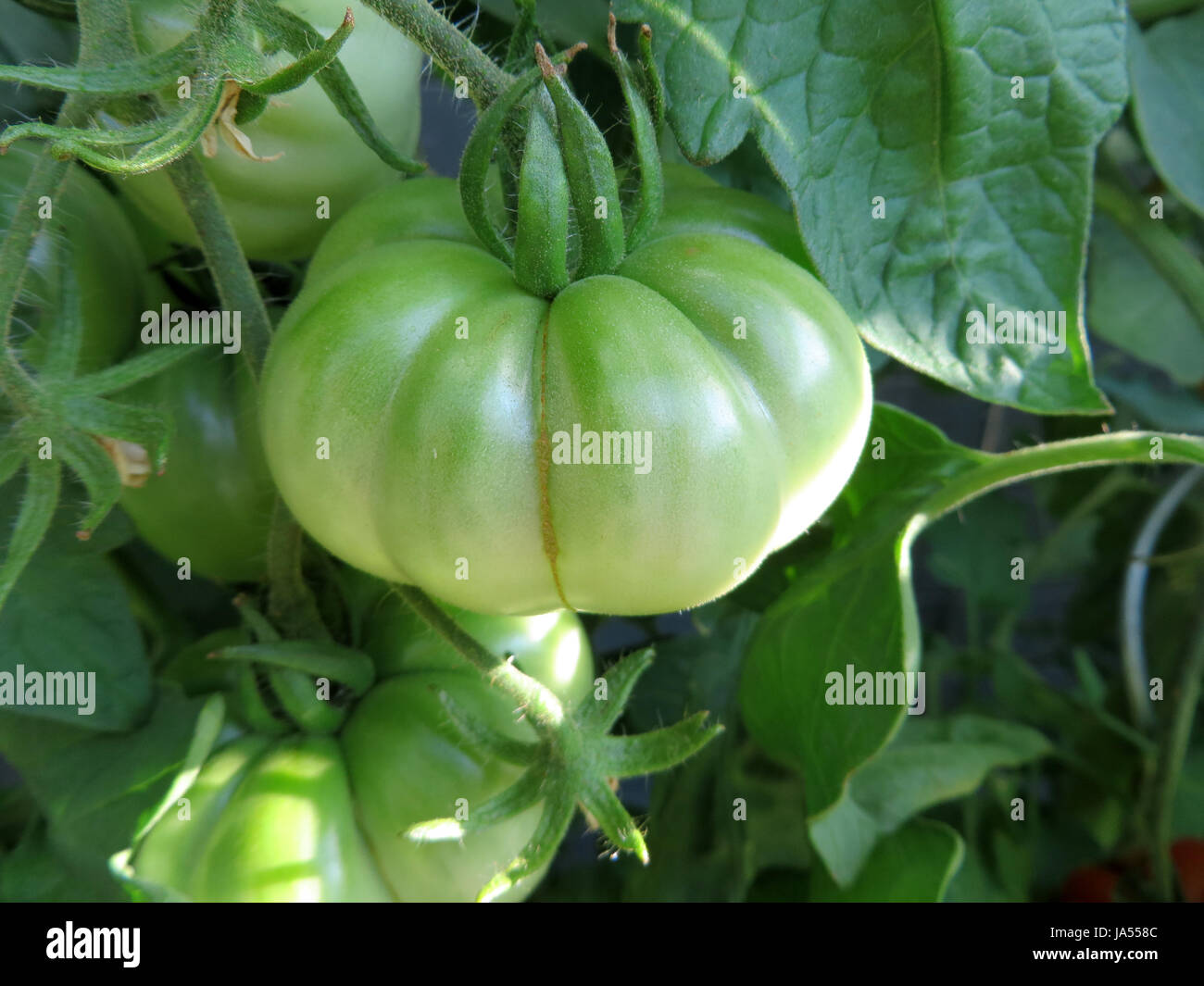 tomato - costoluto fiorentino Stock Photo - Alamy