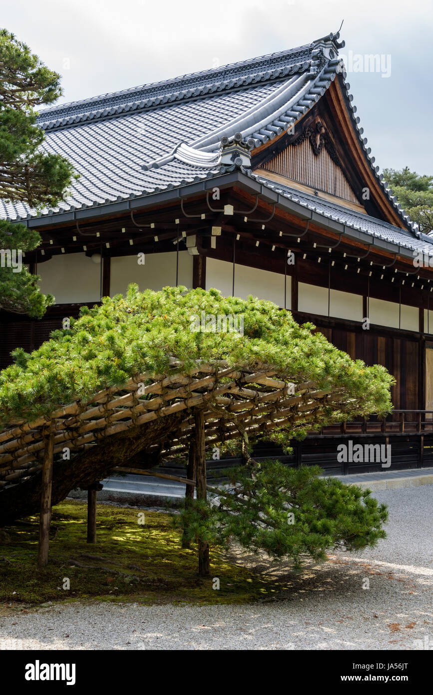 The head priest's former living quarters and baot pine, in the Golden Pavilion. Stock Photo