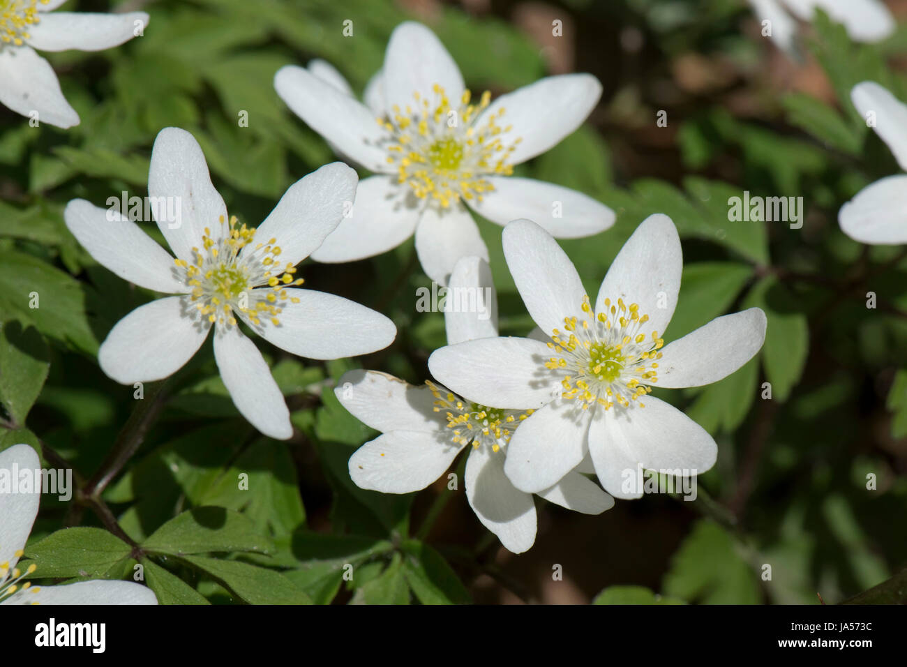 Early white wood anemone, Anemone nemorosa, spring woodland flower, pretty and open in the dappled light of afternoon sunshine, Hampshire, March Stock Photo